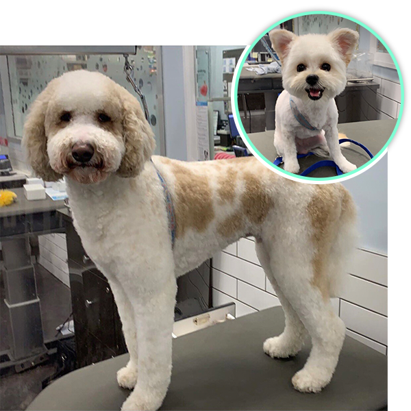 Freshly groomed dogs at So Fetch! Grooming