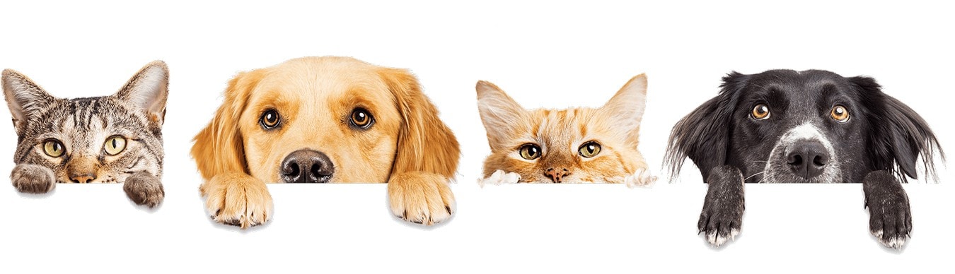 Cats and dogs peeking over a ledge